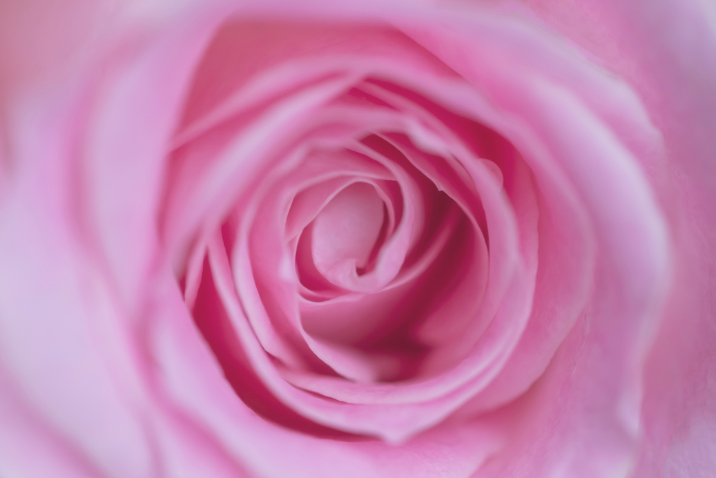 charming lovely rose, close up.